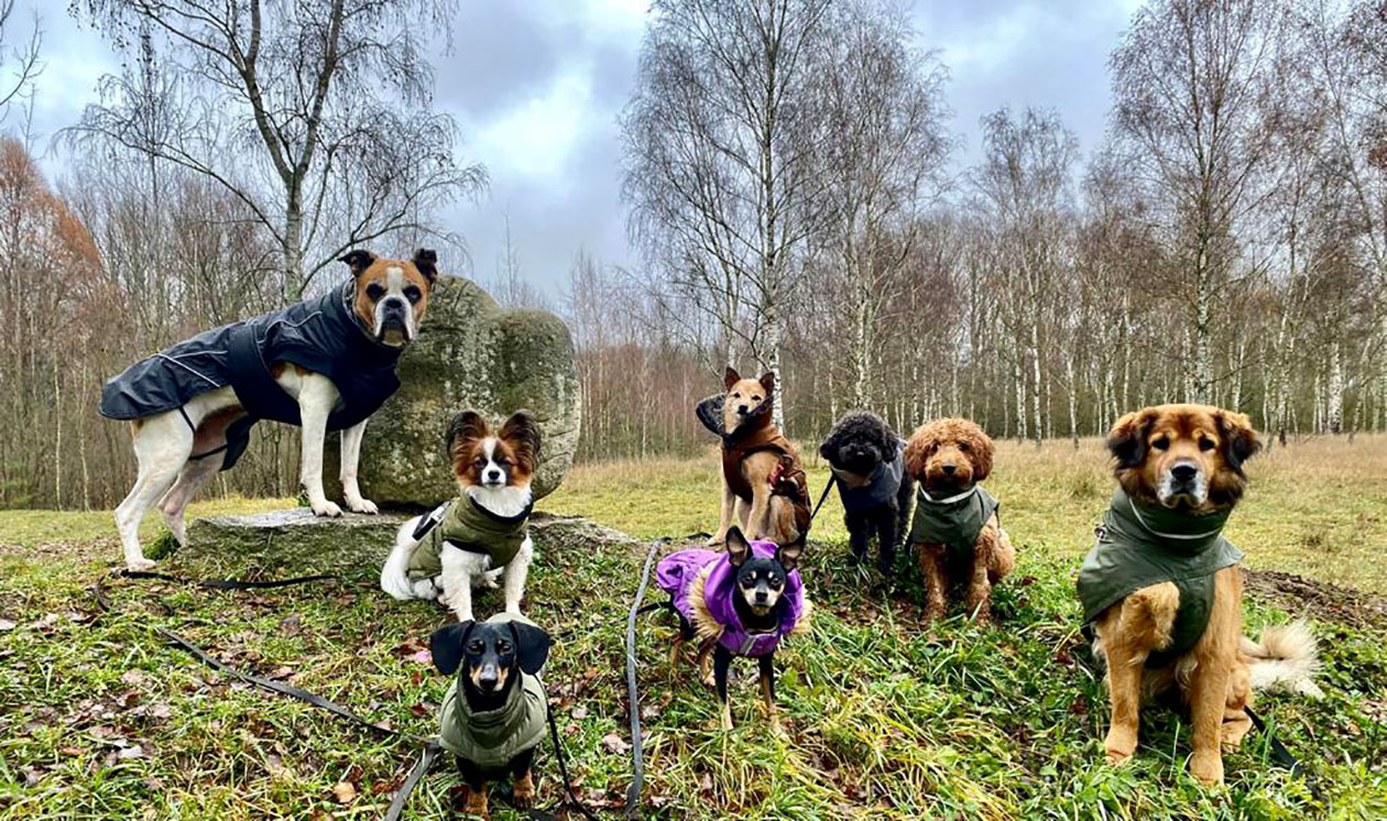 dogwalker-dogwalking-in-berlin