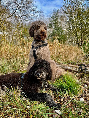 Dogwalking in Berlin - Die Lockenpracht trifft Lockenpracht