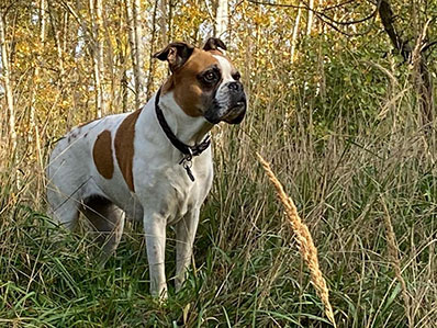 Dogwalking in Berlin - Königin Lotti