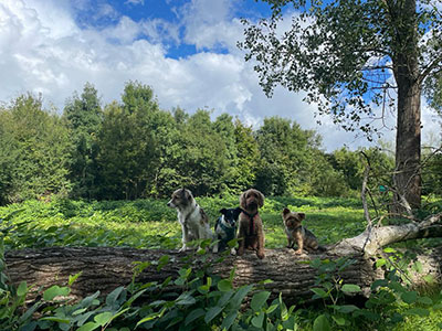 Dogwalking in Berlin - Vogelgezwitscher