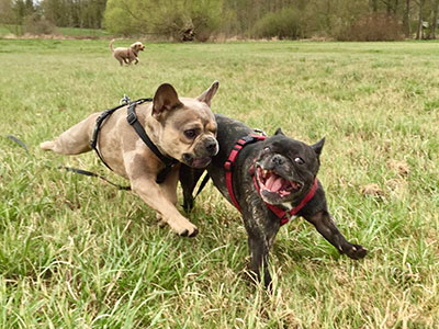 Dogwalking in Berlin - Lilly und Bobby
