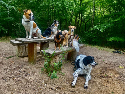 Dogwalking in Berlin - Pause - zu Tisch, bitte!