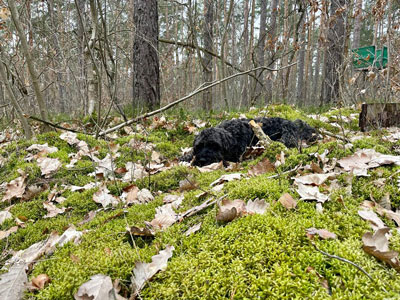 Dogwalking in Berlin - Schön weich im Moos