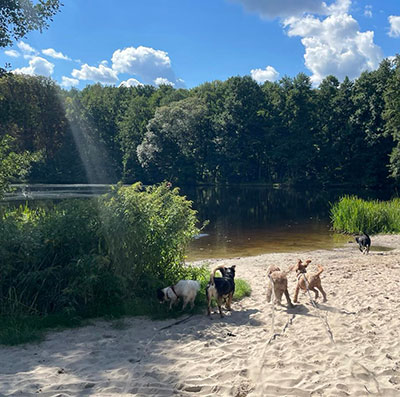 Dogwalking in Berlin - Wie an der Ostsee