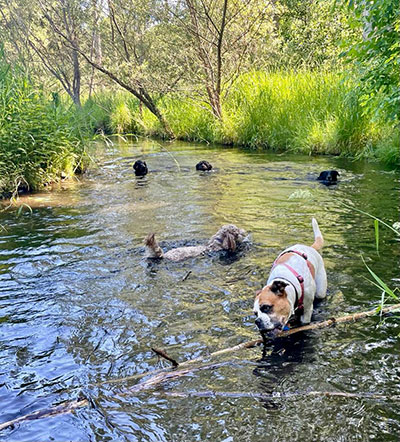 Dogwalking in Berlin - Freude im Wasser