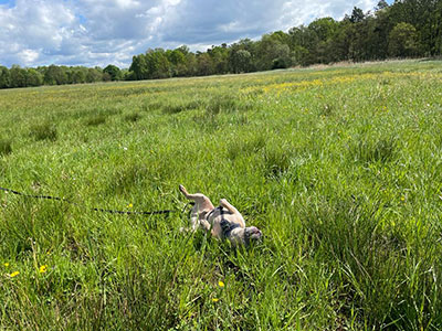 Dogwalking in Berlin - Walzparade