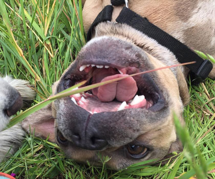 Hundeauslaufservice Berlin Mitte, Pankow, Prenzlauer Berg, Niederschönhausen und Friedrichshain