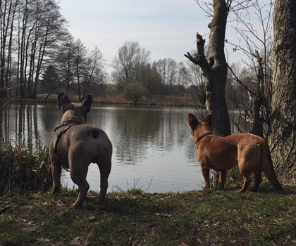 Gassiservice Berlin Mitte, Pankow, Prenzlauer Berg, Niederschönhausen und Friedrichshain