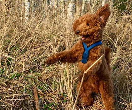 Hundeauslaufservice Berlin Mitte, Pankow, Prenzlauer Berg, Niederschönhausen und Friedrichshain