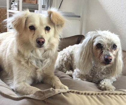 Dogwalker Berlin Mitte, Pankow, Prenzlauer Berg, Niederschönhausen und Friedrichshain