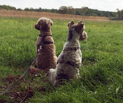 Dogwalker Berlin Mitte, Pankow, Prenzlauer Berg, Niederschönhausen und Friedrichshain