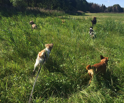 Hundeauslaufservice Berlin Mitte, Pankow, Prenzlauer Berg, Niederschönhausen und Friedrichshain