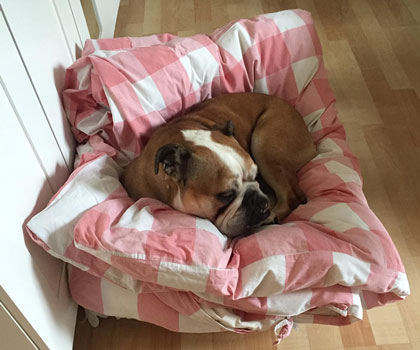 Hundeauslaufservice Berlin Mitte, Pankow, Prenzlauer Berg, Niederschönhausen und Friedrichshain
