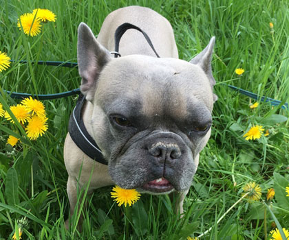 Dogwalking Berlin Mitte, Pankow, Prenzlauer Berg, Niederschönhausen und Friedrichshain