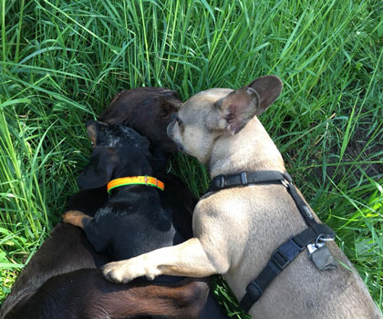 Hundeauslaufservice Berlin Mitte, Pankow, Prenzlauer Berg, Niederschönhausen und Friedrichshain