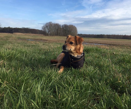 Dogwalking Berlin Mitte, Pankow, Prenzlauer Berg, Niederschönhausen und Friedrichshain