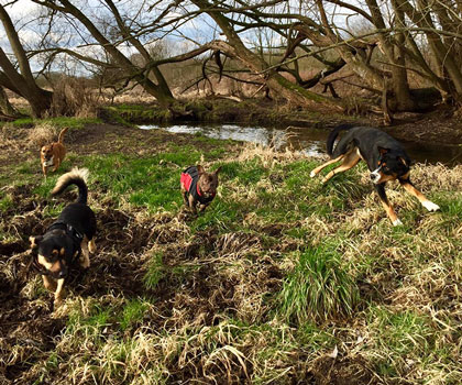 Hundeauslaufservice Berlin Mitte, Pankow, Prenzlauer Berg, Niederschönhausen und Friedrichshain