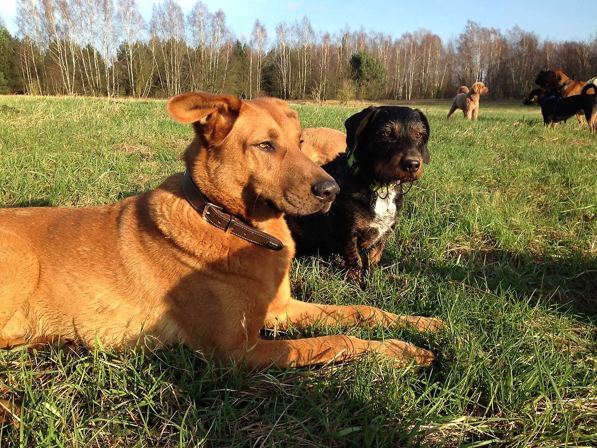 Hundeauslaufservice in Berlin Mitte, Pankow, Prenzlauer Berg, Niederschönhausen und Friedrichshain