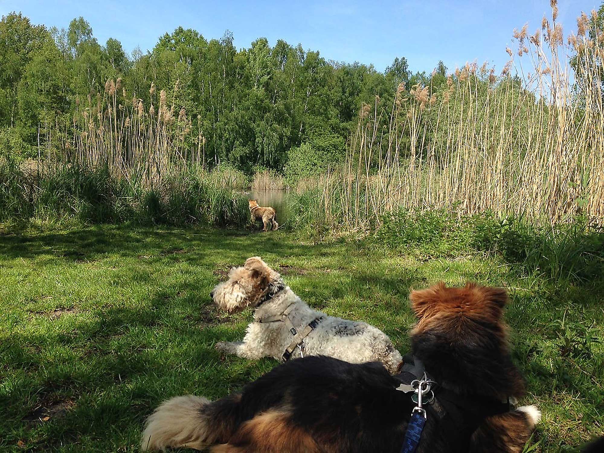 Gassi gehen mit Hunden in Berlin Mitte, Pankow, Prenzlauer Berg, Niederschönhausen und Friedrichshain