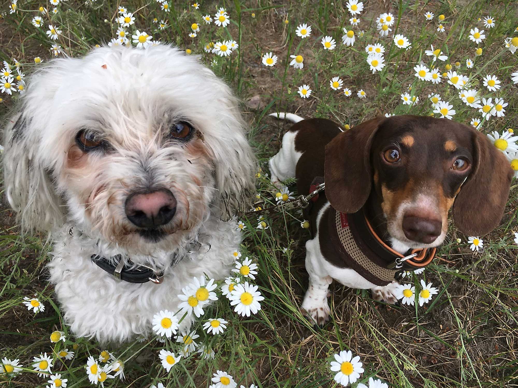 Hundeausführservice mit Herz in Berlin Mitte, Pankow, Prenzlauer Berg, Niederschönhausen und Friedrichshain