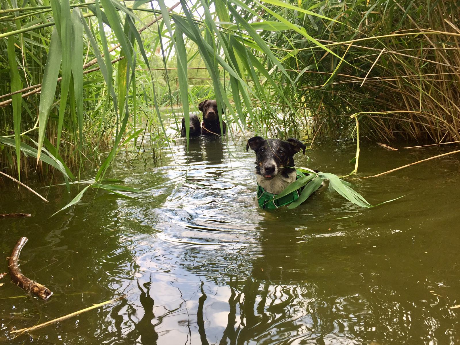Hundeauslaufservice in Berlin Mitte, Pankow, Prenzlauer Berg, Niederschönhausen und Friedrichshain