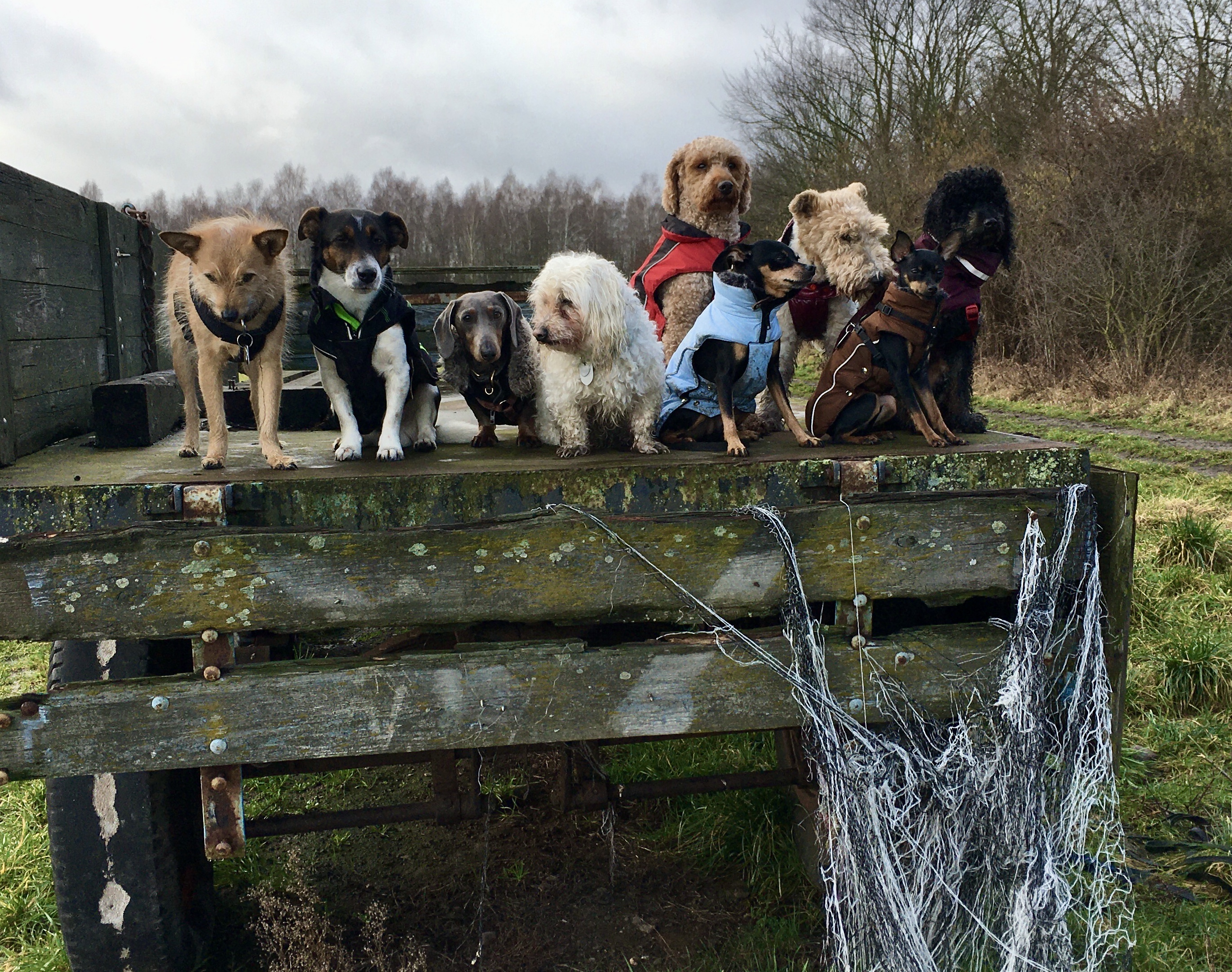 Hundeauslaufservice in Berlin Mitte, Pankow, Prenzlauer Berg, Niederschönhausen und Friedrichshain