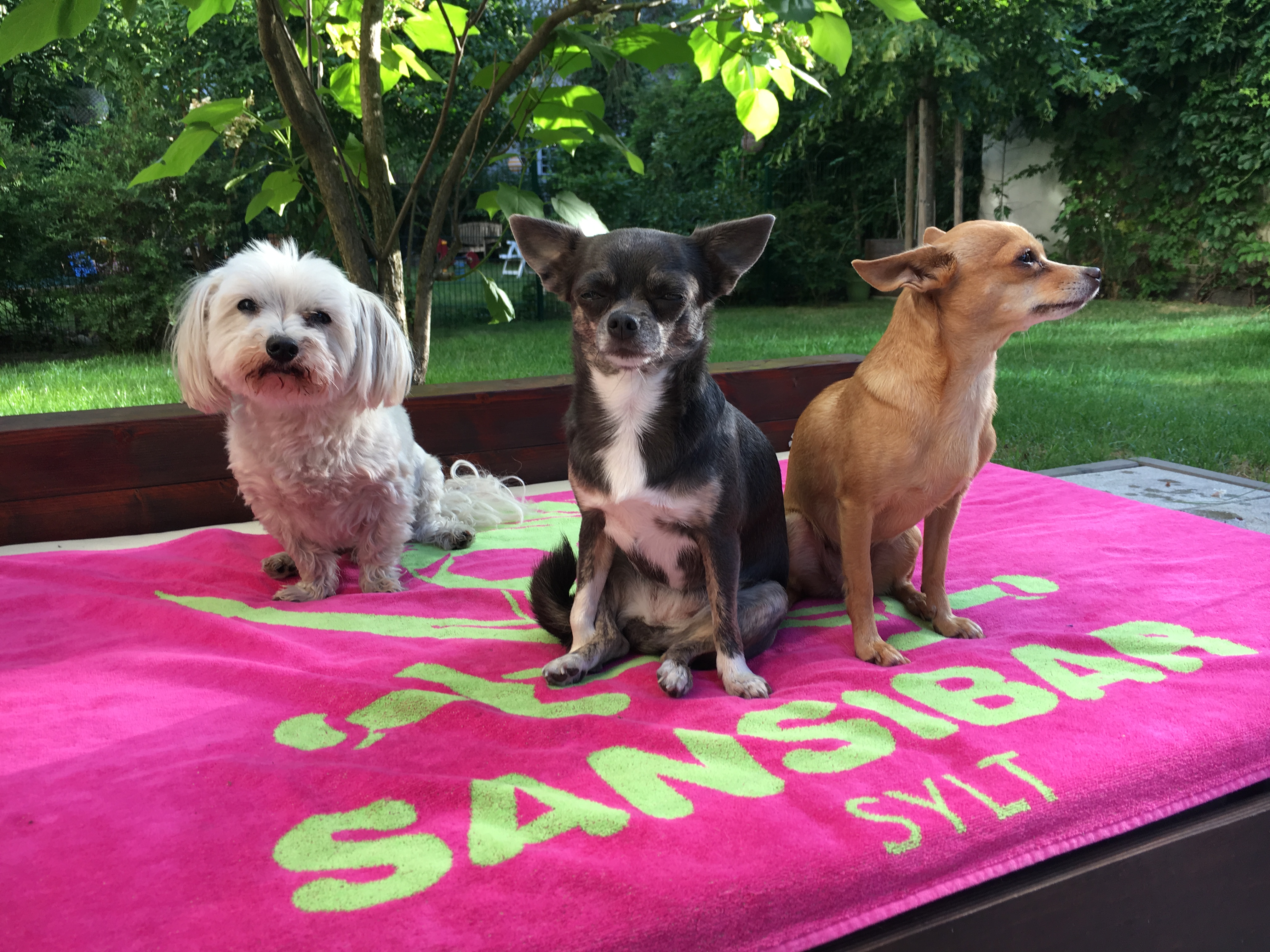 Hundeauslaufservice in Berlin Mitte, Pankow, Prenzlauer Berg, Niederschönhausen und Friedrichshain