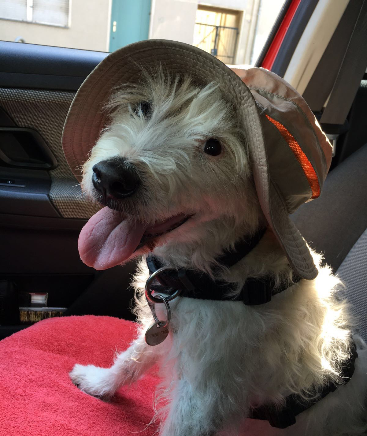 Hundeauslaufservice in Berlin Mitte, Pankow, Prenzlauer Berg, Niederschönhausen und Friedrichshain