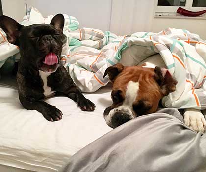 Hundebetreuung für Hotels in Berlin