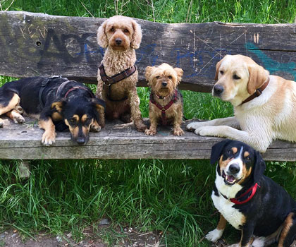 Hundebetreuung im Wald und Flur