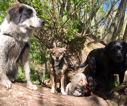 Hundebetreuung im Wald und Flur