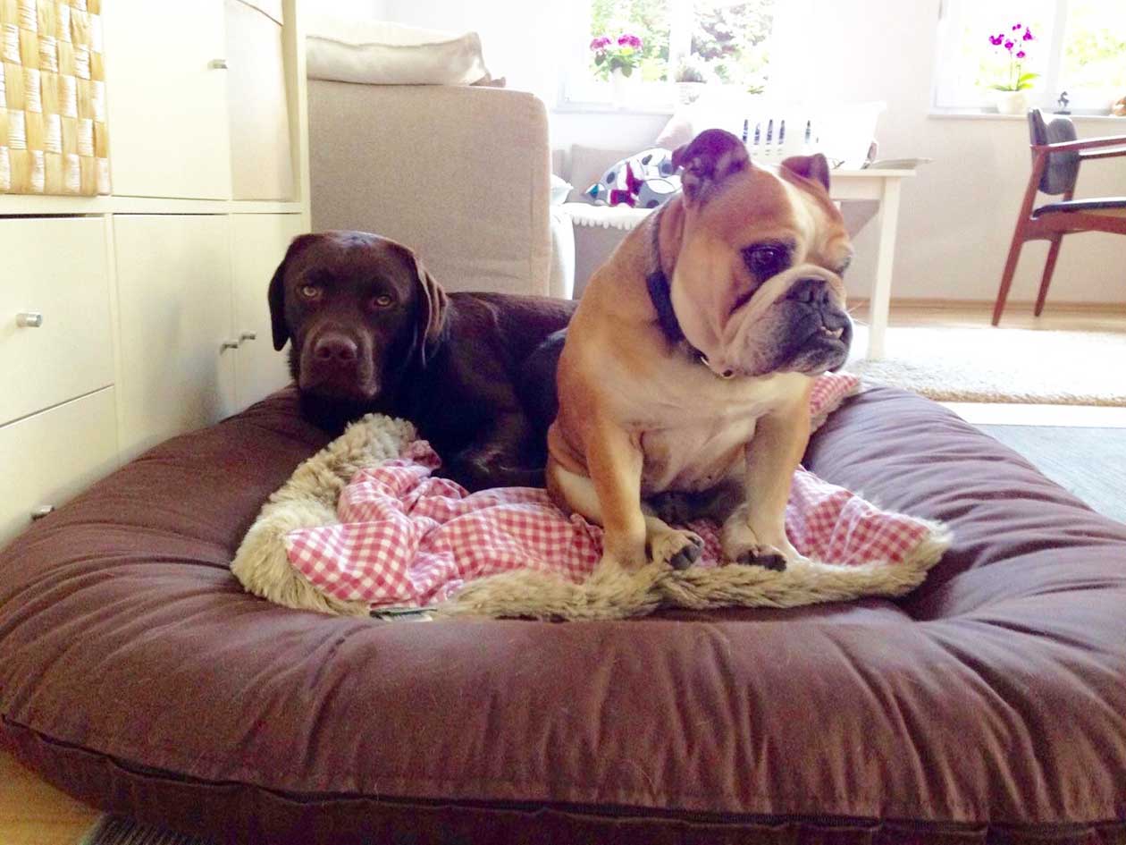 Hundebetreuung rund um die Uhr in meiner Hundepension